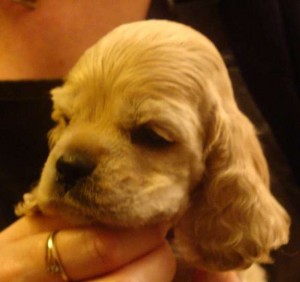 Am. Cocker Spaniel