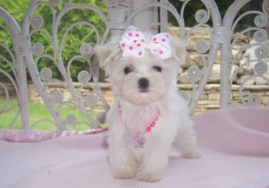 MALTESE MINI TOY VALPER