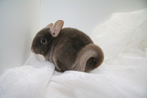 Chinchilla for salg