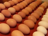 Kylling Broiler klekking (Ross / Cobb) & Table Eggs Grade A