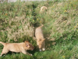 Nova Scotia Duck Tolling Retriever valpar