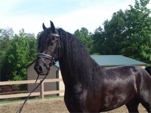 Vakker Friesian Dressur Gelding til salgs