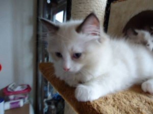 Vakre Ragdoll Kittens