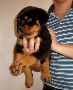 majestetiske Rottweiler valper for adopsjon.