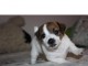 Registrerte Jack Russel valper for adopsjon