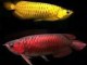 varieties of Arowana Fishes for sale.