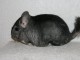 Norsk Champion chinchilla tilsalgs.